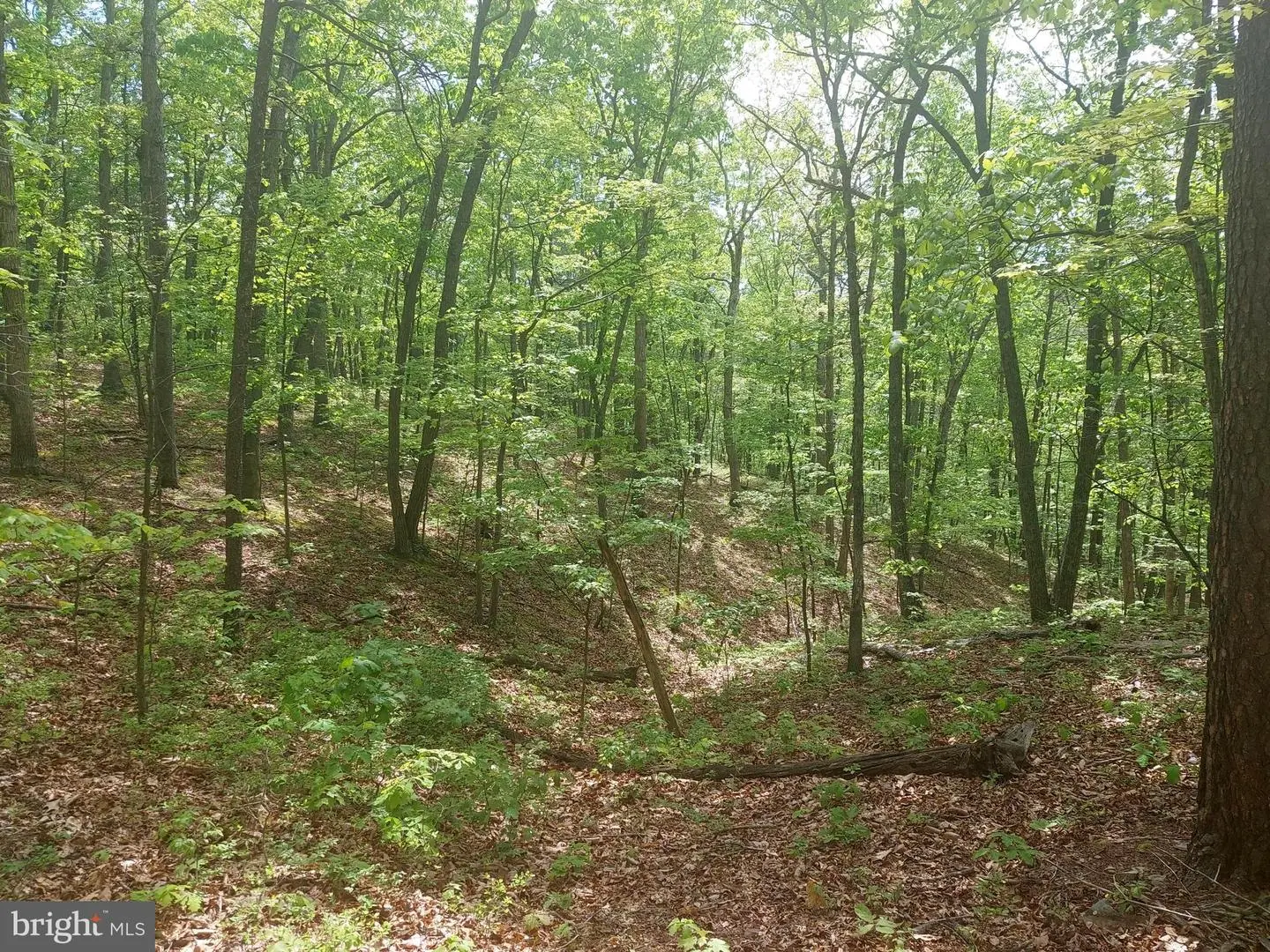 5.25 AC S LICK RUN RD   - REMAX Realty Group Rehoboth Real Estate